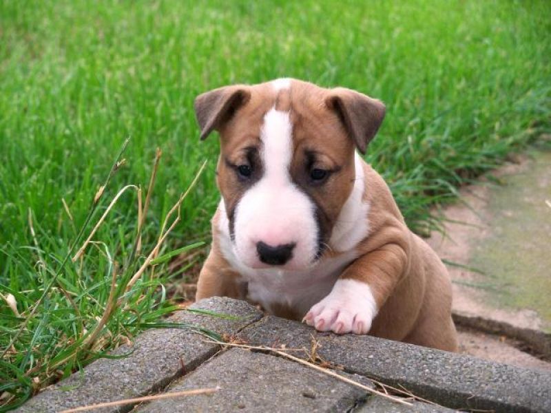  REGALO bellissimi cuccioli di bull terrier
