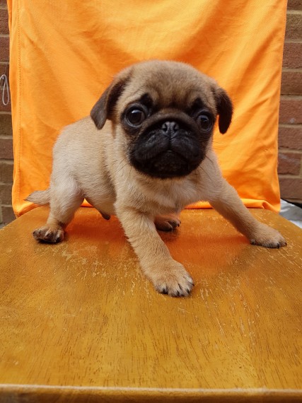 REGALO Cuccioli carlino