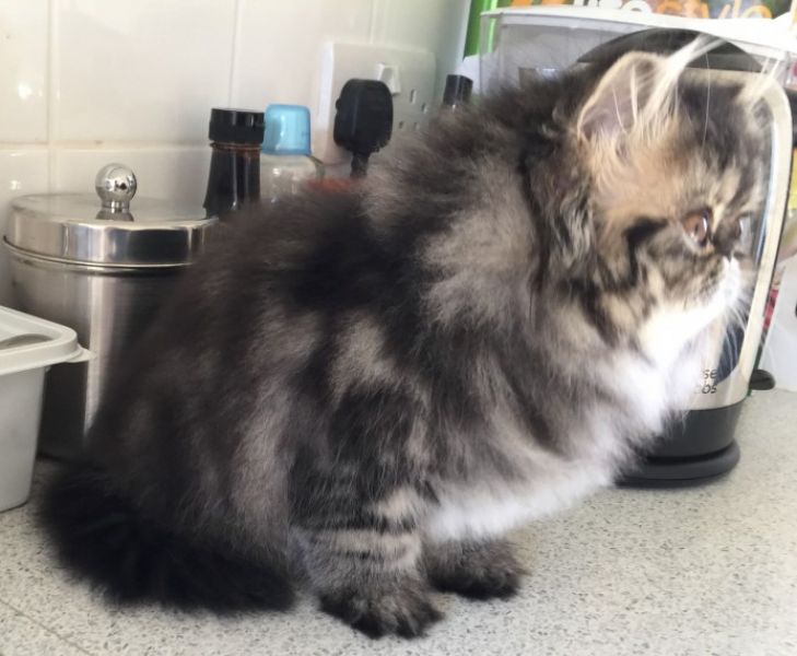 Belle gattini persiano