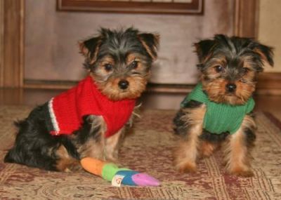 Abbiamo bella Yorkshire Terrier cuccioli