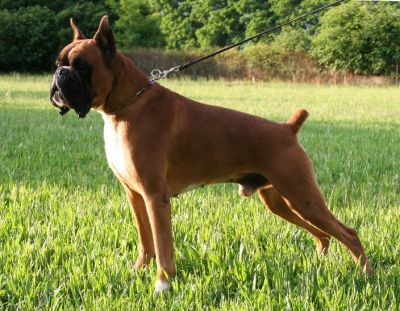 BOXER MASCHIO PER ACCOPPIAMENTO- CERCO FEMMINE BOXER PER ACCOPPIAMENTO- RIPRODUTTORE MASCHIO BOXER