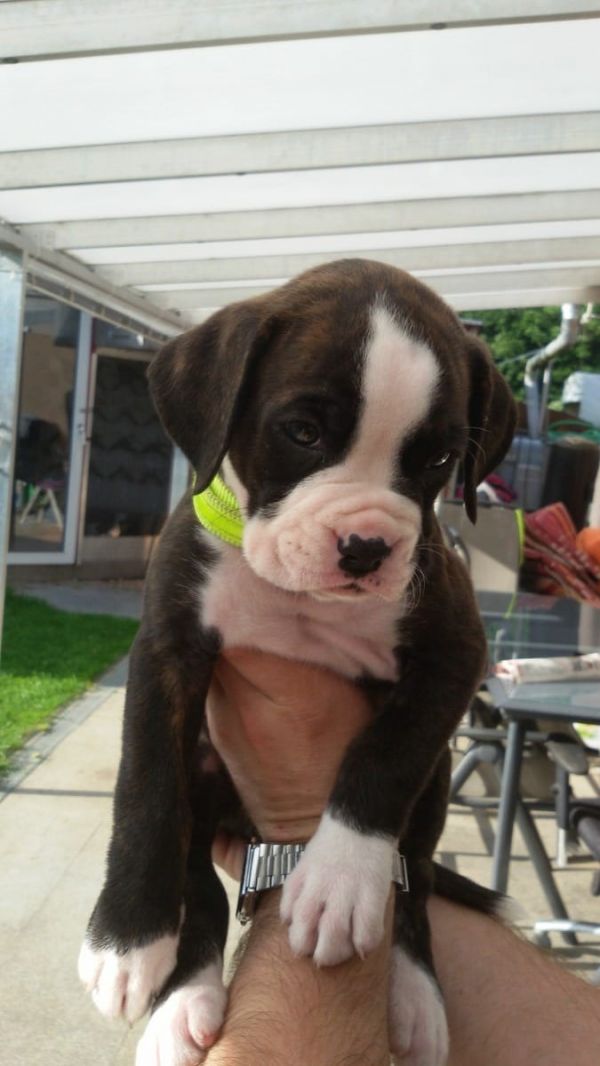  regalo cuccioli di  boxer disponibili per l'adozione