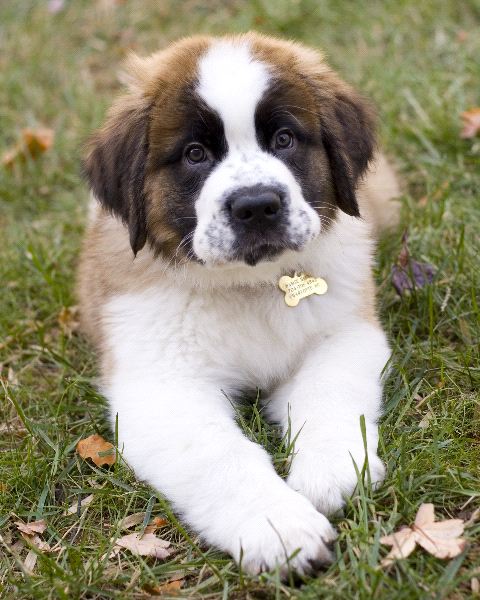 Regalo adorabili cuccioli san bernardo femminucce e maschietti disponibili