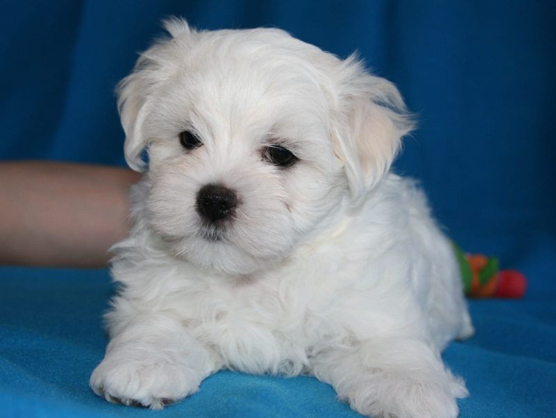 Dolce cuccioli di  maltese toy  in cerca di una nuova casa.