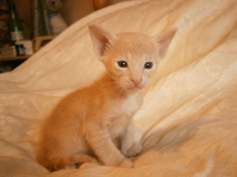  Regalo Gattini di razza Siamese  Gattini di razza Siamese e Orientale , bellissimi, di alta genealo