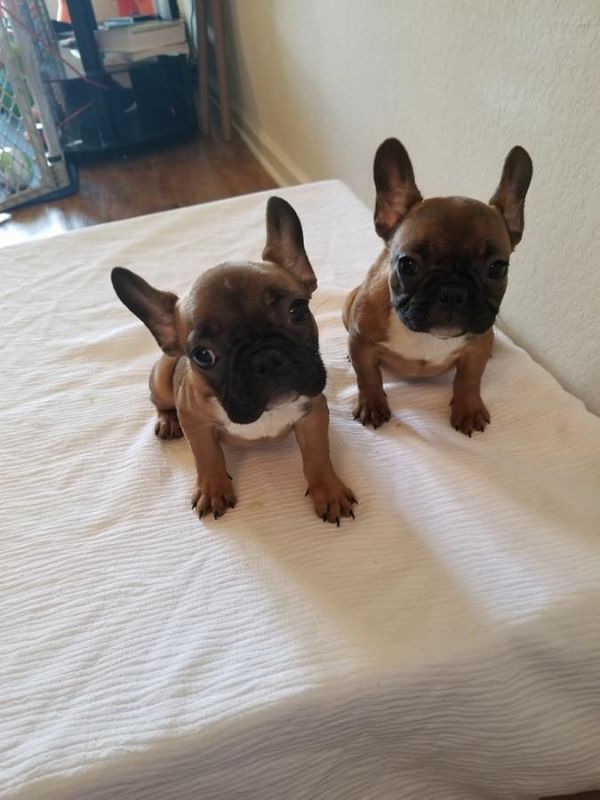 Cuccioli di bulldog francese