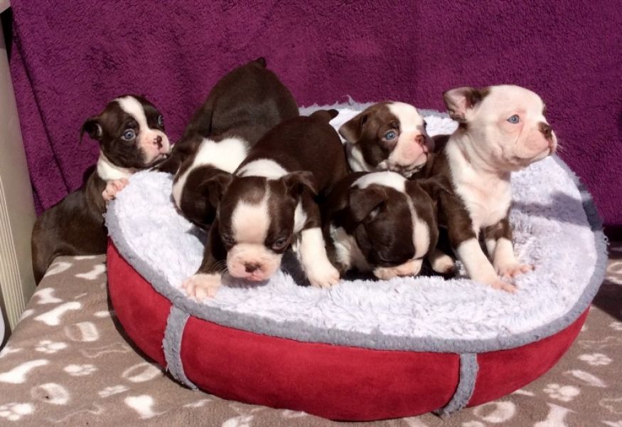REGALO Cuccioli Boston terrier Maschio e Femmina
