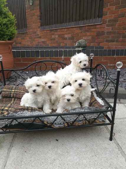 Ho bellissimi cuccioli maltese pronti per loro nuove case. in regalo