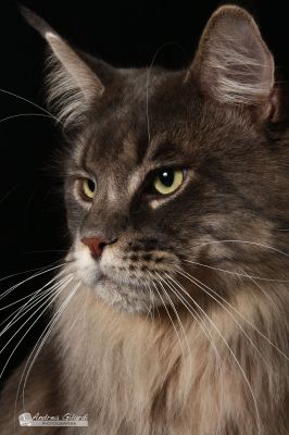 Allevamento Amatoriale di Maine Coon a Venezia centro storico