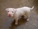 Cuccioli Dogo Argentino  Cuccioli Dogo Argentino