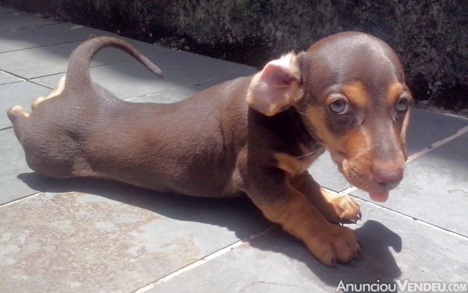 Regalo adorabili cuccioli bassotto femminucce e maschietti disponibili