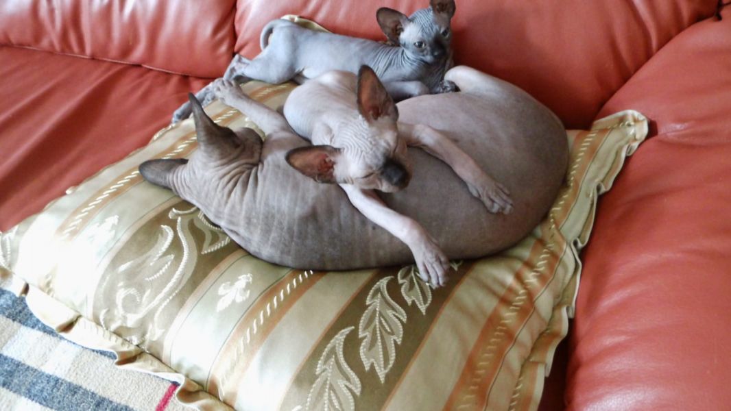Gattini di Sphynx   ( per regalo )