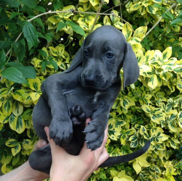 Regalo Cucciolata di weimaraner