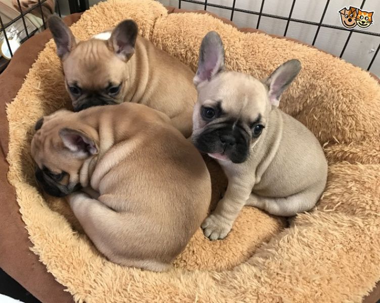 REGALO Cuccioli di Bulldog Francese