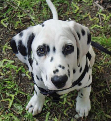  cuccioli di dalmata per adozione per adozione ( regalo )