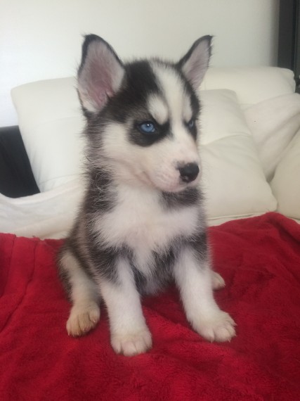 Regalo cuccioli Siberian Husky Maschio e Femmina Abbiamo disponibili