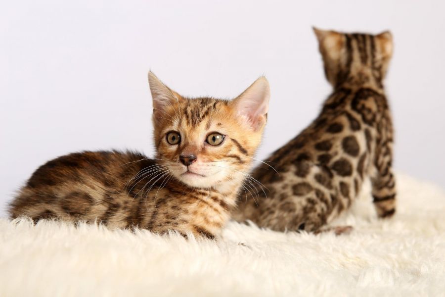 Gattini di bengala  per adozione ( maschio e femmina )