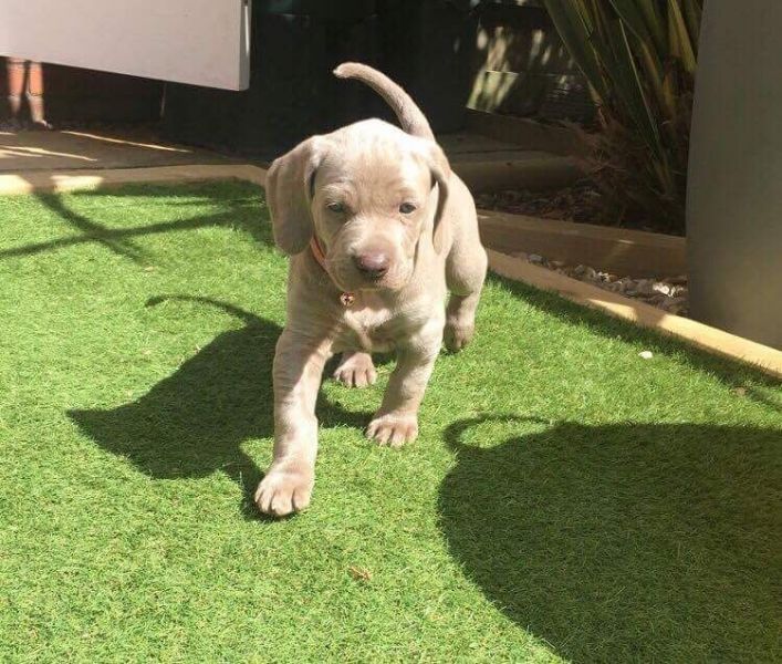 Cuccioli di Weimaraner per adozione bellissimi cuccioli disponibili, carattere adorabile ,sono docil