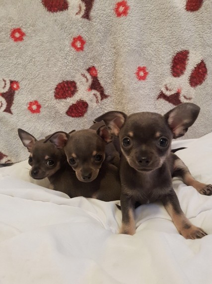 Regalo Cucciolo di chihuahua in pronta consegna i cuccioli verranno Dato dopo 90 giorni dalla nascit