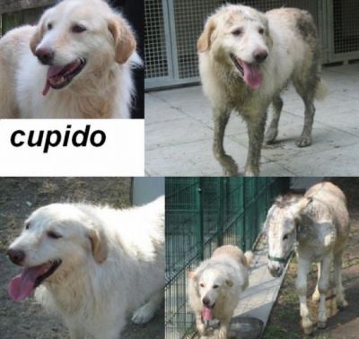 CUPIDO DOLCE NUVOLA BIANCA 