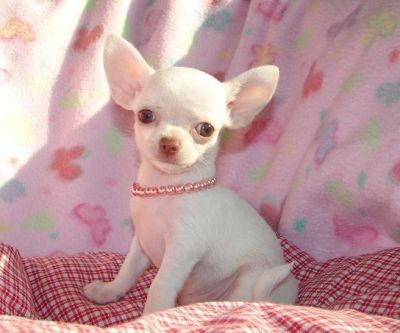 Regalo bellissime cuccioli di chihuahua