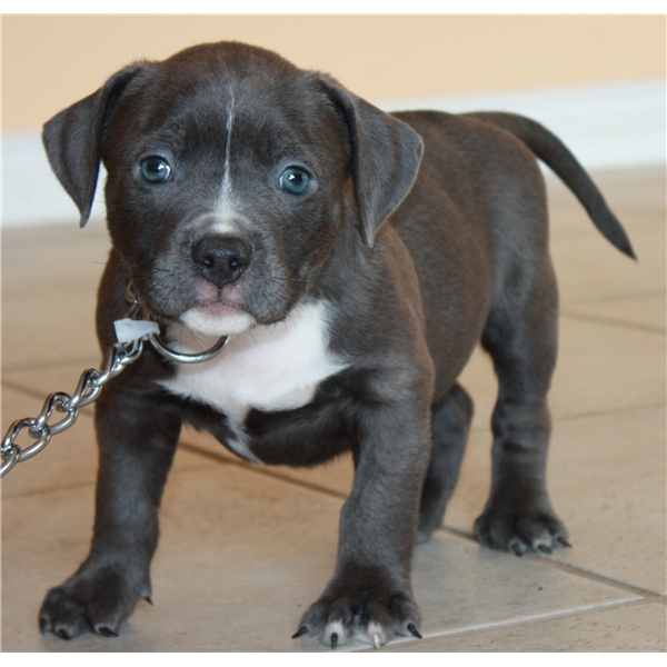 Regalo Cuccioli di Pitbull
