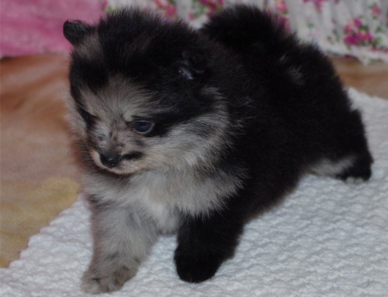 Offriamo ottimi cuccioli di Volpino di Pomerania 2 Maschietti e 1 Femminucce, 