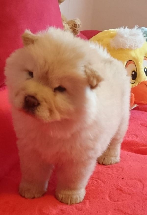 Bella e sani cuccioli di CHOW  CHOW per adozione 