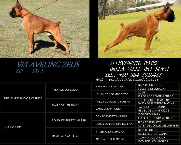 BOXER MASCHIO per accoppiamento