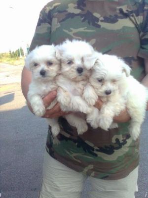 Bella cuccioli maltese disponibili