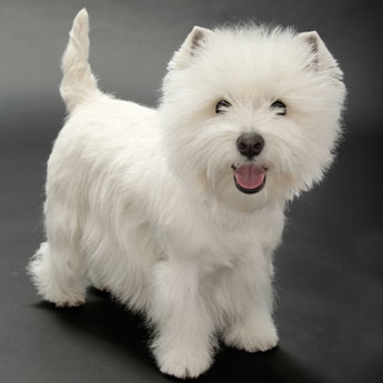 Cuccioli di West highland femminucce e maschietti disponibili per l'adozione