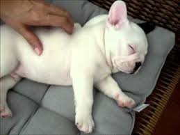 {}Bulldog Freancese ,maschio e femmina. REGALO!!!!
