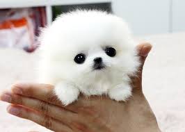 Bellissimi cuccioli di Volpino Pomerania
