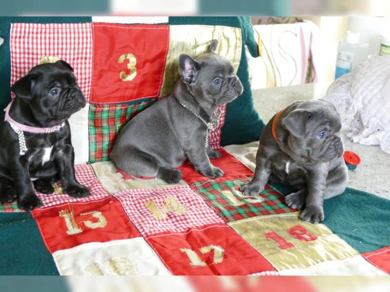 3 cuccioli di bulldog francese disponibili