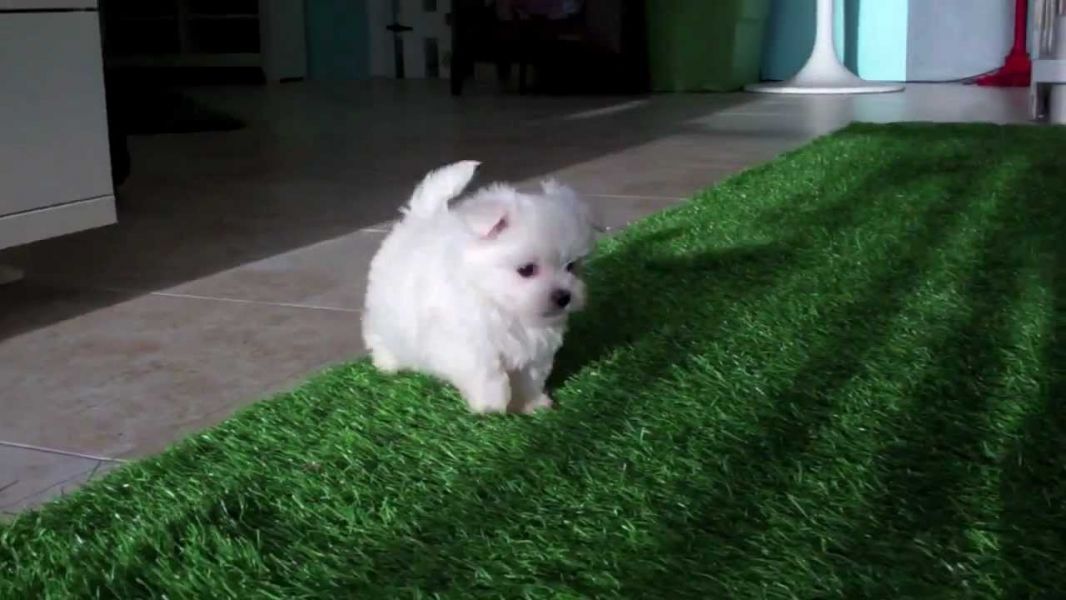 �Cuccioli di cuccioli maltesi in Regalo 