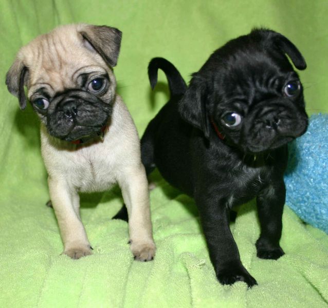 REGALO disponibile splendidi cuccioli di carlino   disponibile splendidi cuccioli di carlino da me a