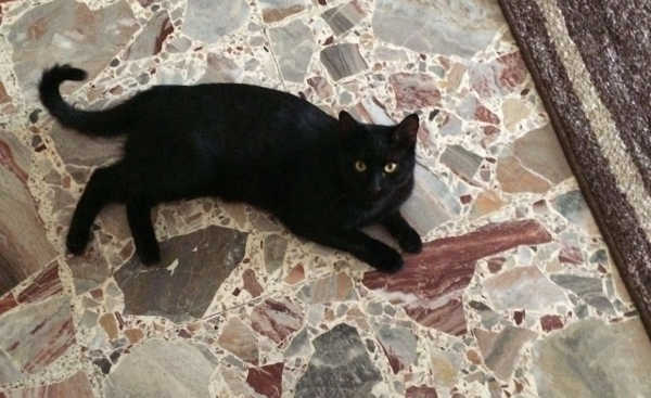 Cesare, micione in cerca di famiglia