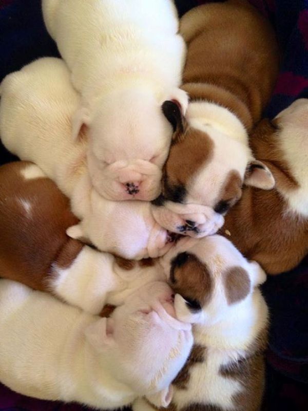 Regalo bellissimi cuccioli di bulldog inglese