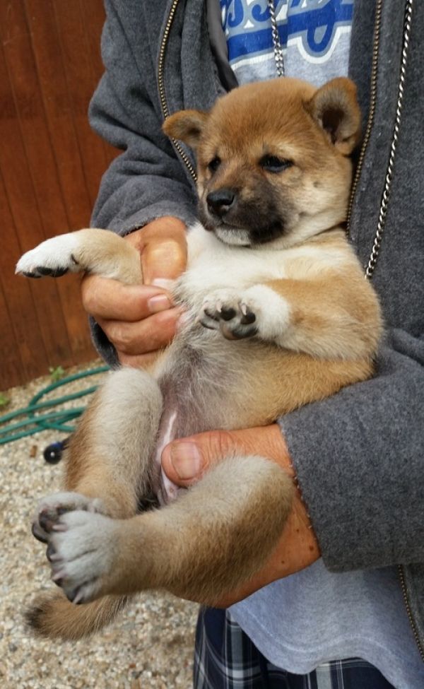 REGALO Cuccioli Shiba Inu