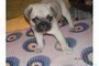 Cuccioli carlino con pedigree  Cuccioli carlino con pedigree,,,,