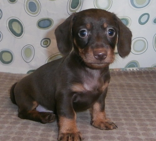 Regalo adorabili cuccioli bassotto