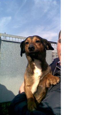 GOLIA, SIMIL BASSOTTO CERCA CASA