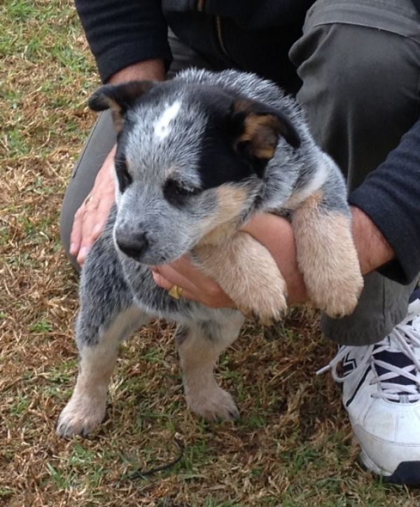 Regalo cuccioli di cane Australian Cattle per l'adozione disponibili