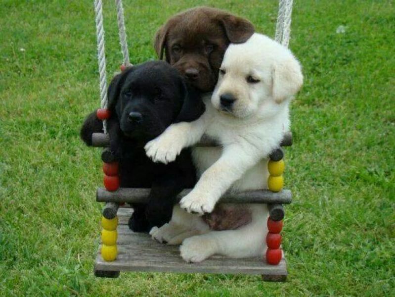 Labrador con pedigree enci