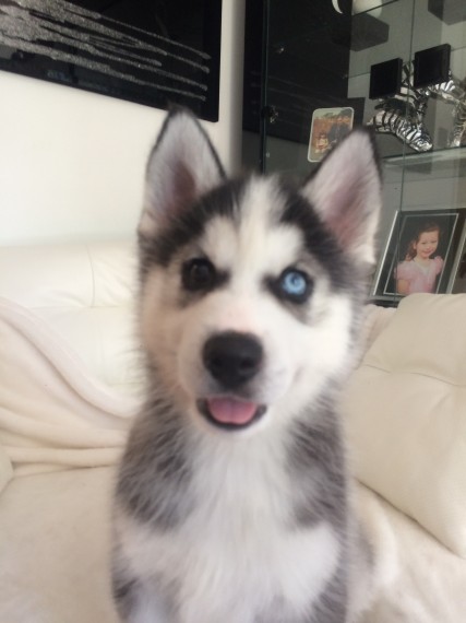 Regalo Siberian Husky cuccioli, maschio e femmina