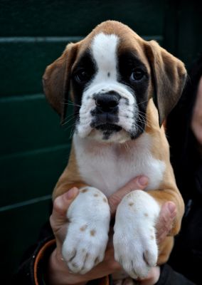 ALLEVAMENTO BOXER DELLA VALLE DEI SENSI