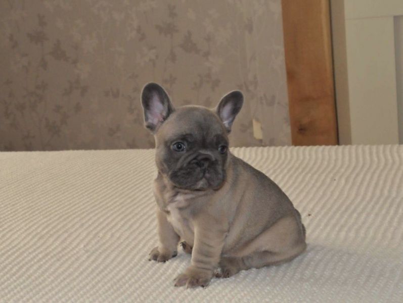 Cuccioli french bouledog