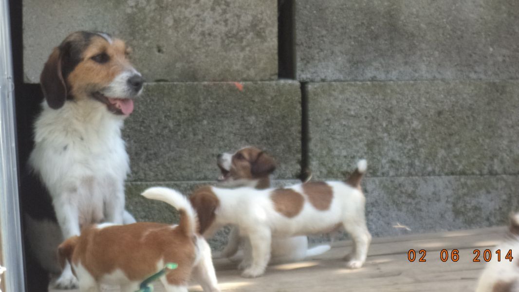 Jack Russel cuccioli