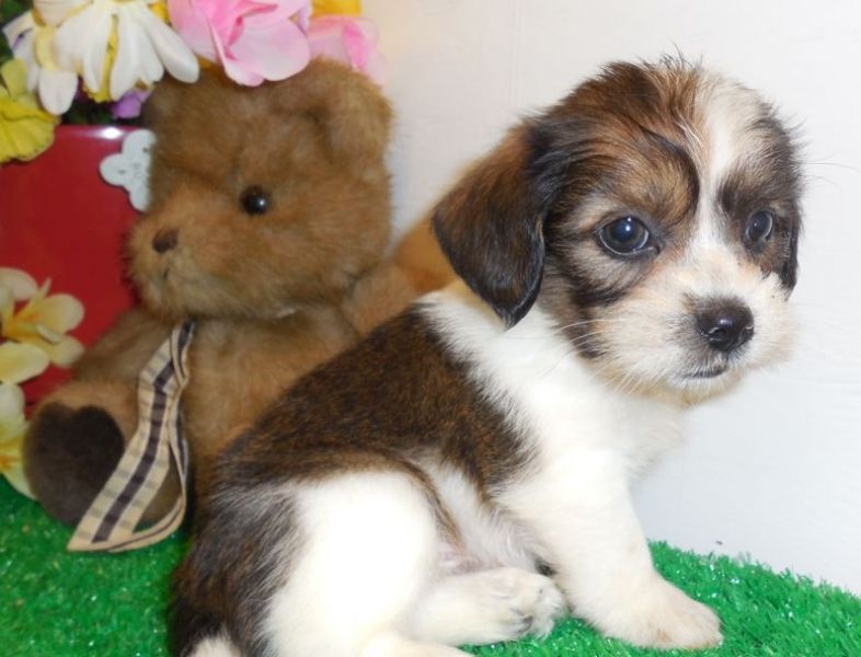 Molto bella e sani  cuccioli di beagle   per adozione maschi e femmine disponibili (gratis)