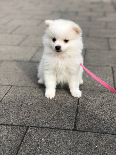 Volpino di pomerania
